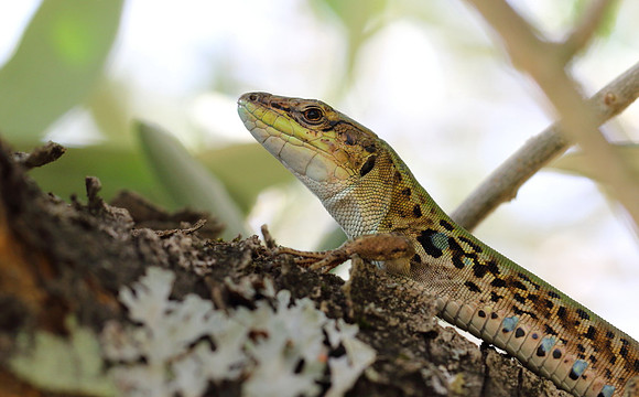 Italian Wall Lizard 3