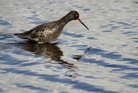Spotted Redshank