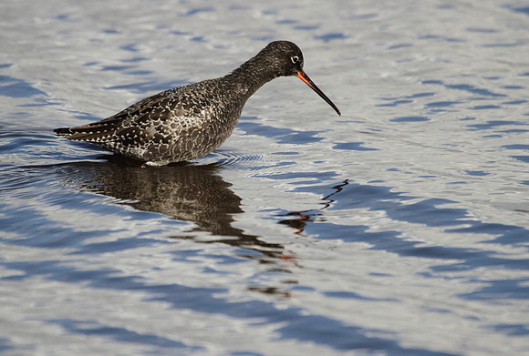 Spotted Redshank