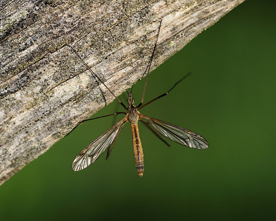 Crane Fly 1a