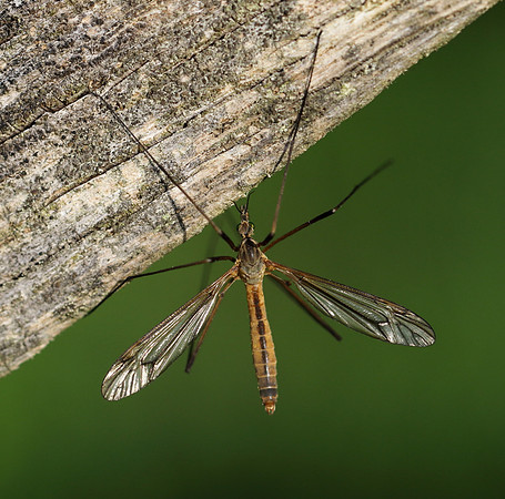 Crane Fly 1b