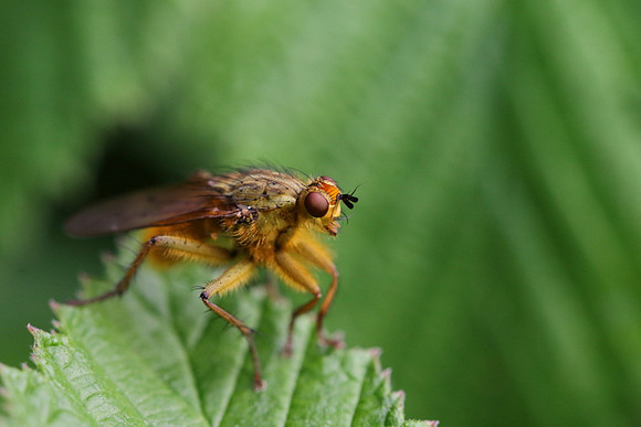 Dung Fly 1