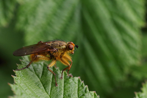 Dung Fly 2