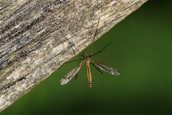 Crane Fly 1