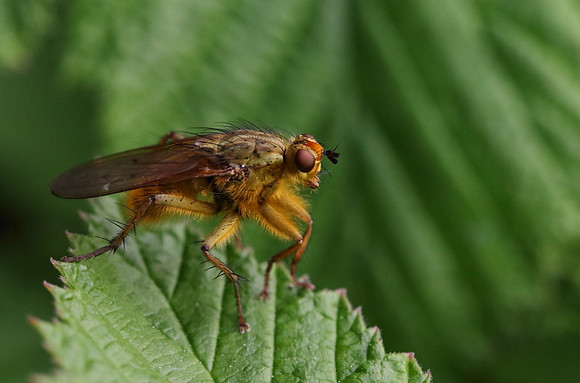 Dung Fly 2a