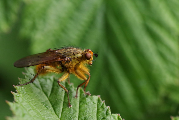 Dung Fly 3
