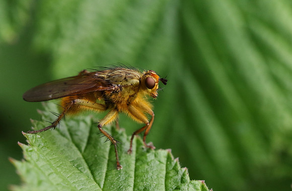 Dung Fly 3a