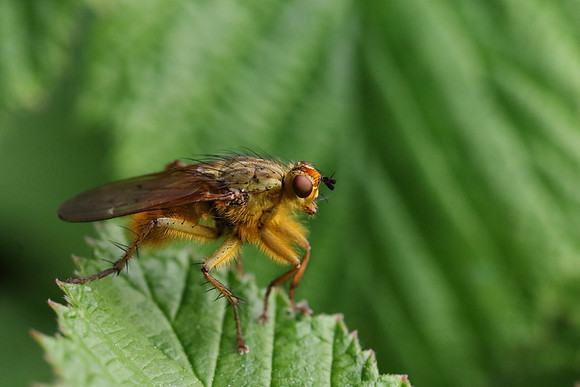 Dung Fly 4