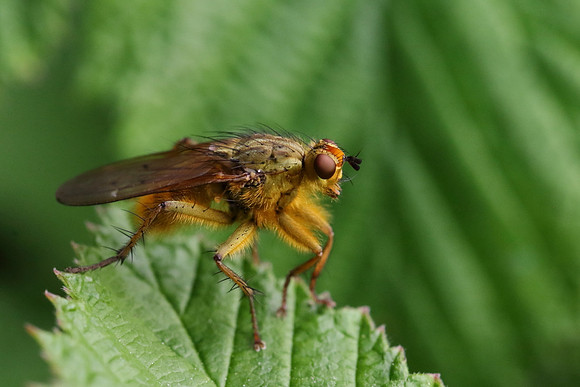 Dung Fly 4a