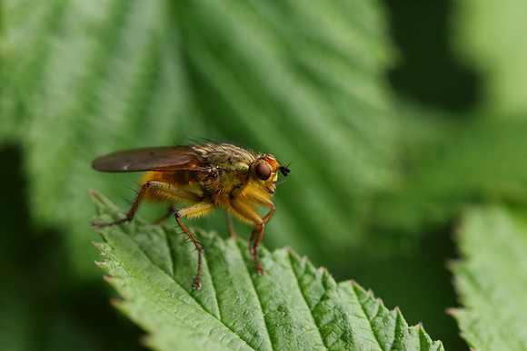 Dung Fly 5