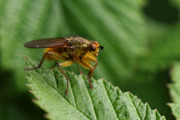 Dung Fly 5a