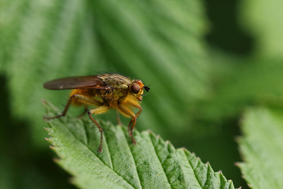 Dung Fly 6