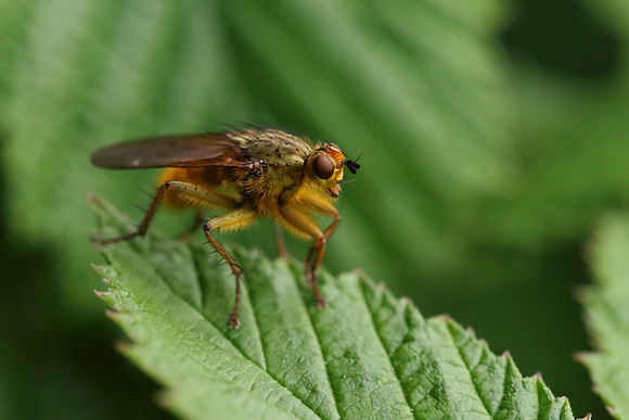 Dung Fly 7