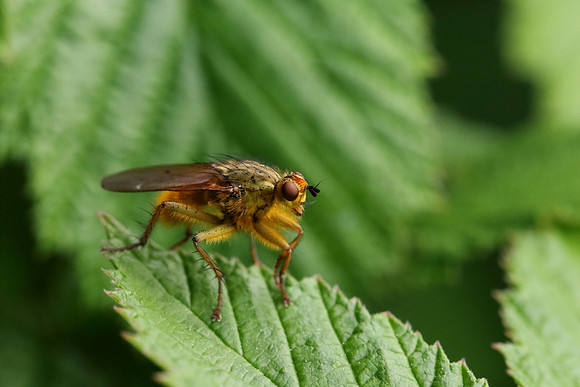 Dung Fly 8
