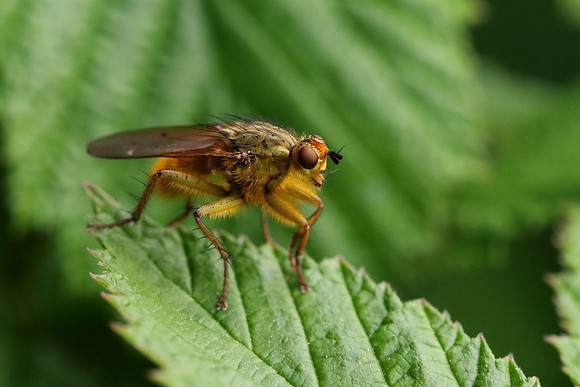 Dung Fly 8a