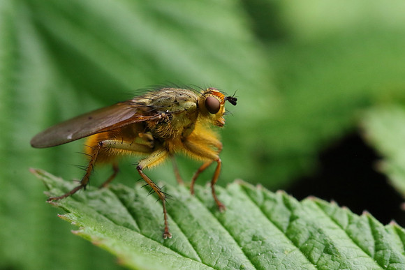 Dung Fly 9