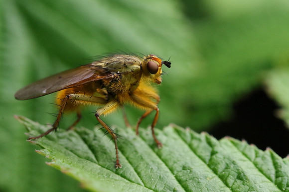 Dung Fly 9a