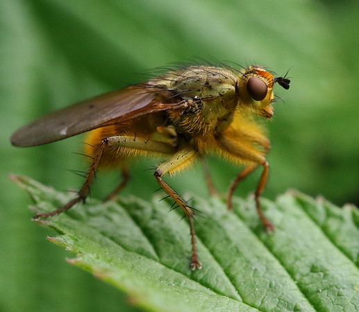 Dung Fly 9b