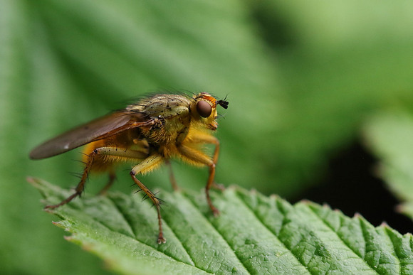 Dung Fly 10
