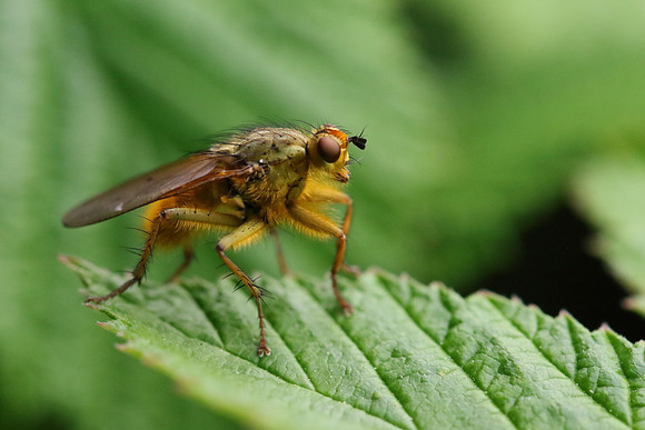 Dung Fly 11
