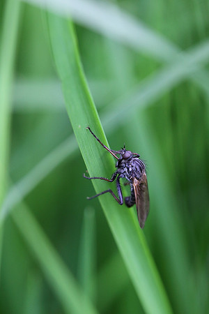 Fly 1