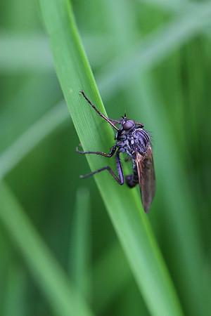 Fly 1a