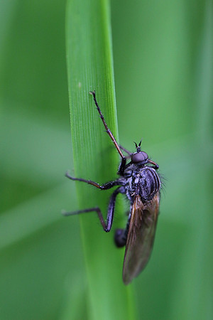 Fly 2