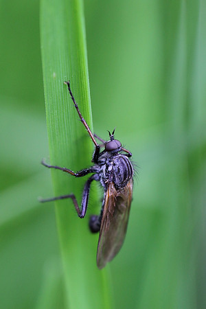 Fly 3