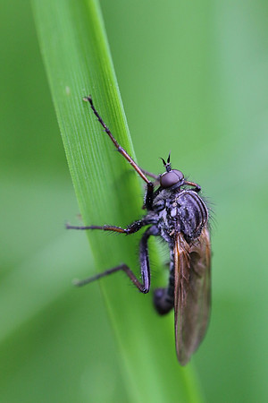 Fly 4
