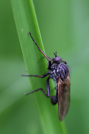 Fly 4a