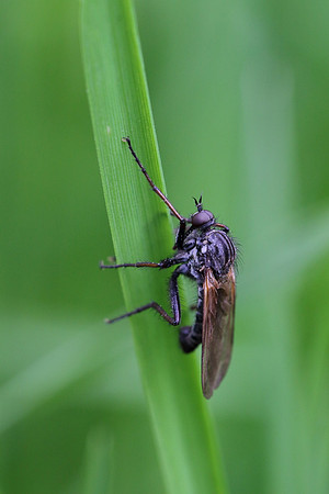 Fly 5