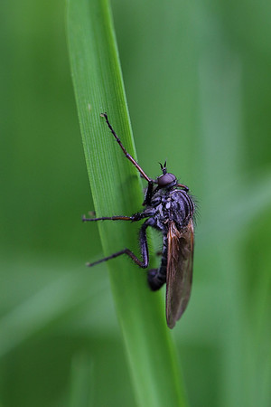Fly 5a