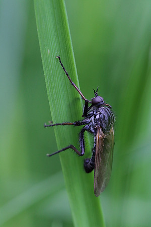 Fly 6