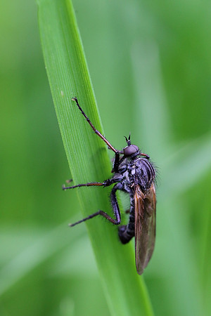 Fly 7