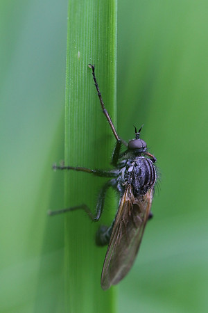 Fly 8