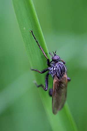 Fly 9