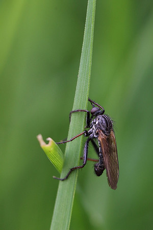 Fly 10