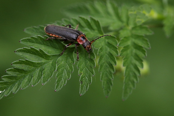 Soldier Beetle 1a