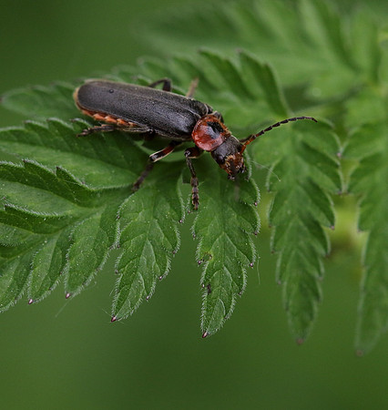 Soldier Beetle 1b