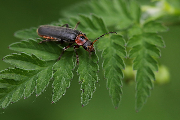 Soldier Beetle 2