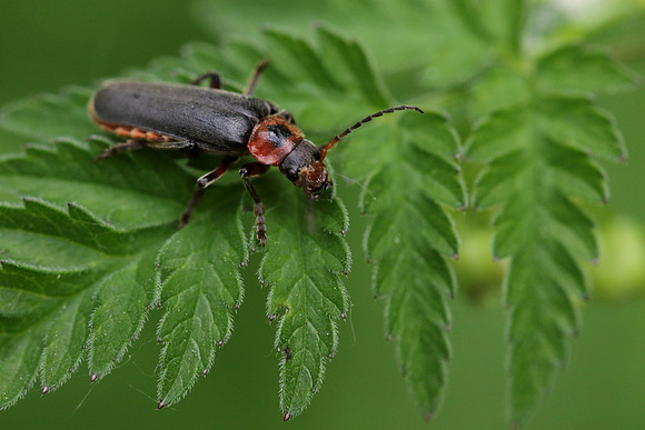 Soldier Beetle 3