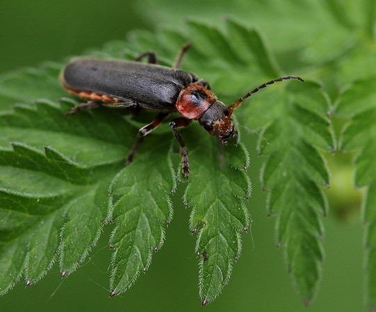 Soldier Beetle 3a