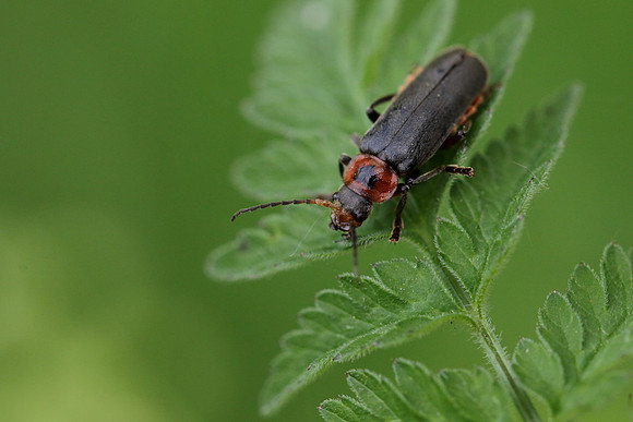 Soldier Beetle 4