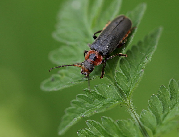 Soldier Beetle 4a