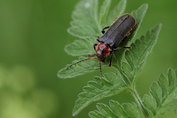 Soldier Beetle 5