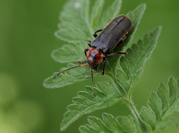 Soldier Beetle 5a