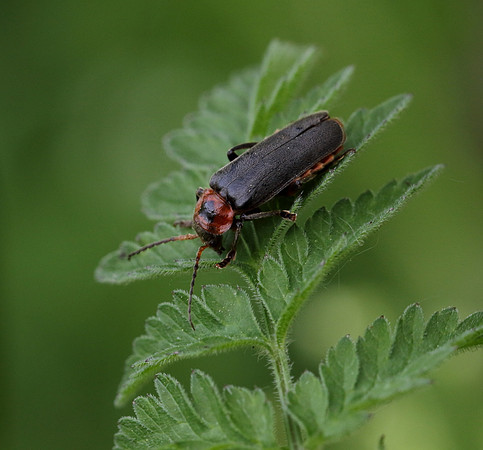 Soldier Beetle 6