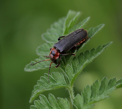 Soldier Beetle 6a