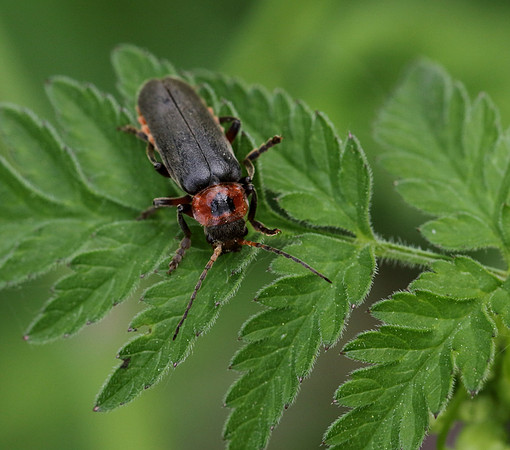 Soldier Beetle 7