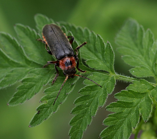 Soldier Beetle 7a